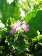 Image of Mediterranean stork's bill