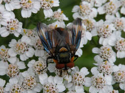 Image of Phasia hemiptera (Fabricius 1794)