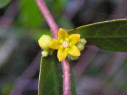 Image de Hemidesmus indicus (L.) R. Br.