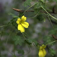 Image of Tropaeolum brachyceras Hook. & Arn.