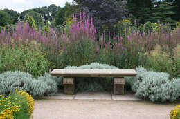 Image of lavender cotton