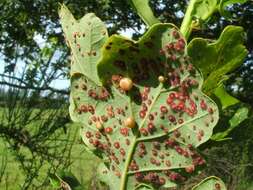 Image of Red-pea gall