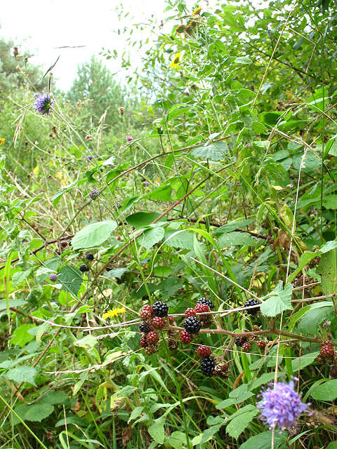 Слика од Rubus cochinchinensis Tratt.