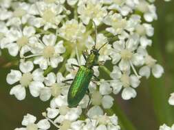 Image of Chrysanthia viridissima