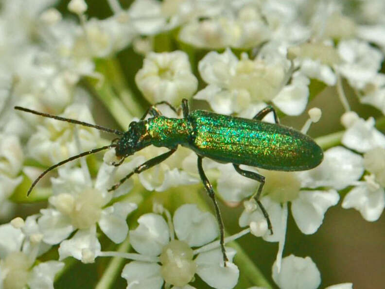 Image of Chrysanthia