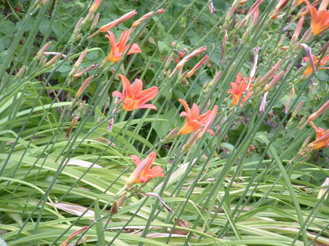 Image of orange daylily