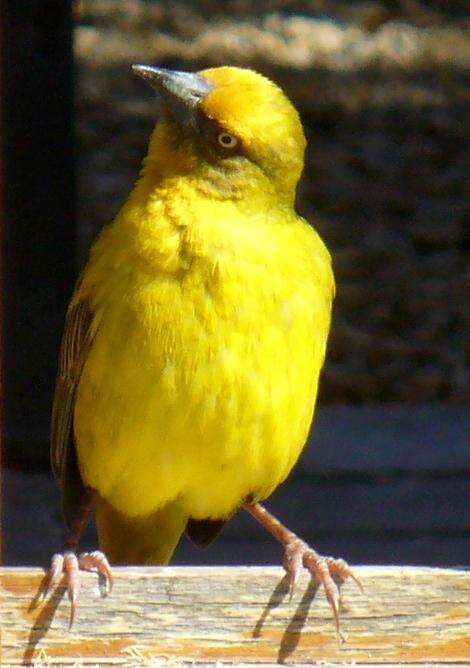 Image of Cape Weaver