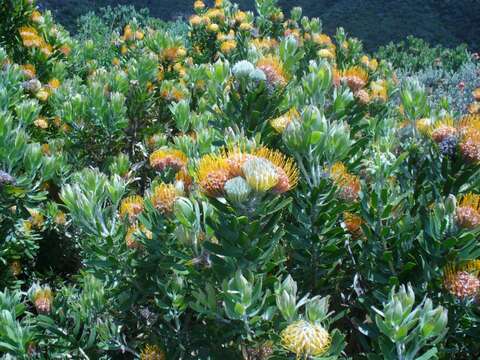 Image of Leucospermum erubescens Rourke