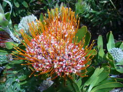 Image of Leucospermum erubescens Rourke