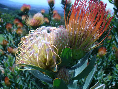 Image of Kloof Fountain pincushion