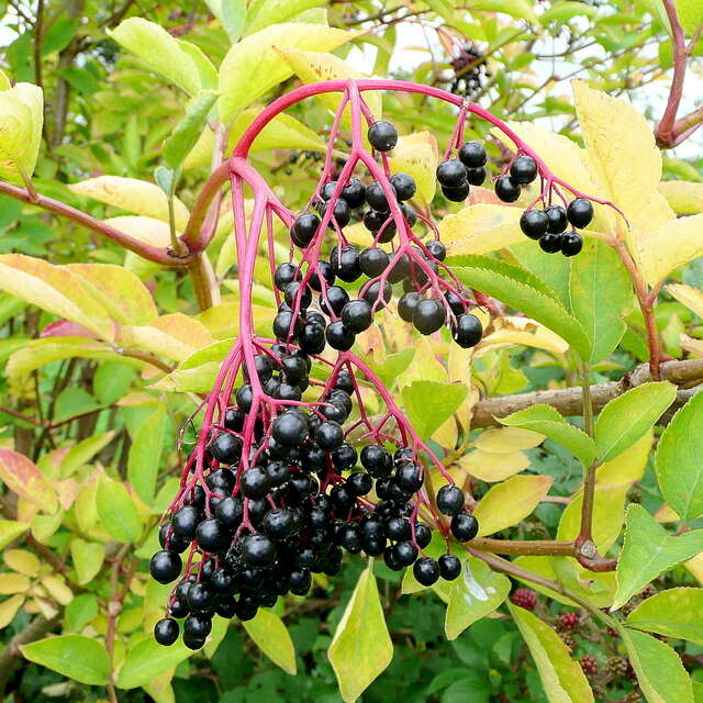 Imagem de Sambucus nigra L.