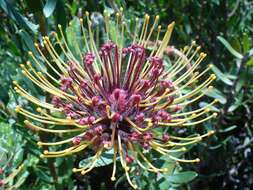 Imagem de Leucospermum tottum (L.) R. Br.