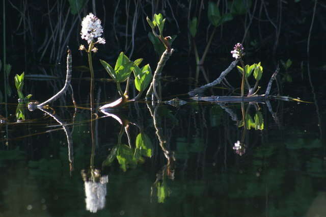 Image of bogbean