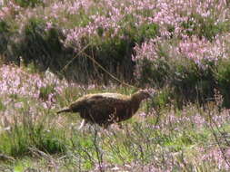 Image of Red Grouse