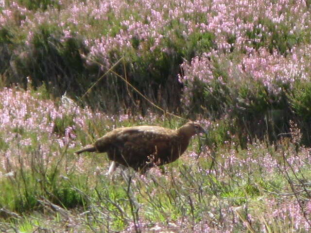 Image of Red Grouse