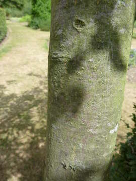 Image of cutleaf crab apple