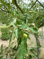 Image of cutleaf crab apple