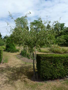 Image of cutleaf crab apple