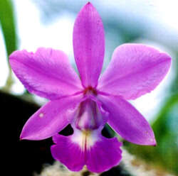 Imagem de Cattleya walkeriana Gardner