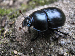 Слика од Geotrupes stercorarius (Linnaeus 1758)