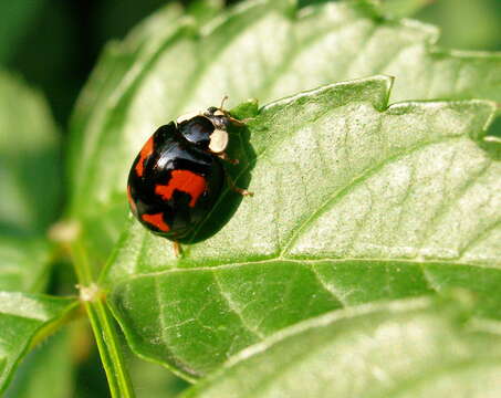 Image of Harmonia axyridis (Pallas 1773)