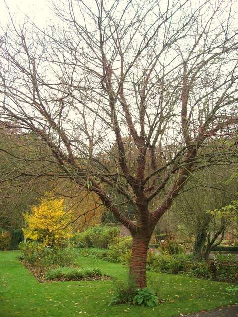 Image of Prunus serrula Franch.