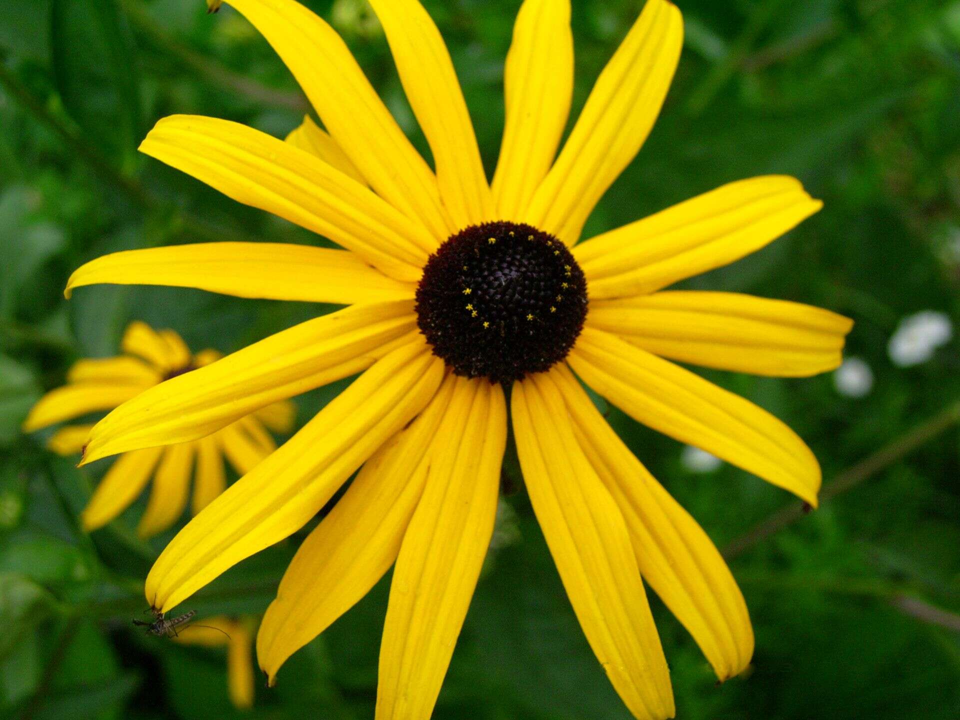 Image of orange coneflower