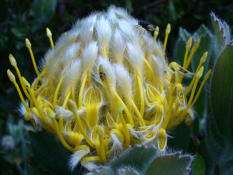 Image of Grey tree-pincushion