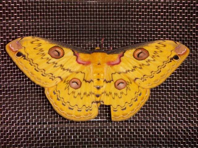 Image of Golden Emperor Moth