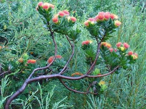 Image of Leucospermum oleifolium (P. J. Bergius) R. Br.