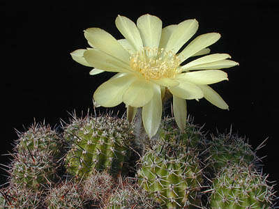 Echinopsis resmi