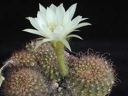 Echinopsis resmi