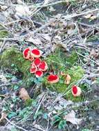 Image of scarlet cup