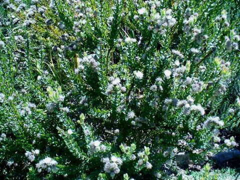 Image of Leucospermum bolusii Gand.