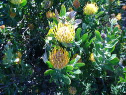 Image of Leucospermum cuneiforme (Burm. fil.) Rourke