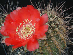 Echinopsis resmi