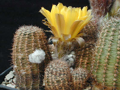 Image of Echinopsis densispina Werderm.