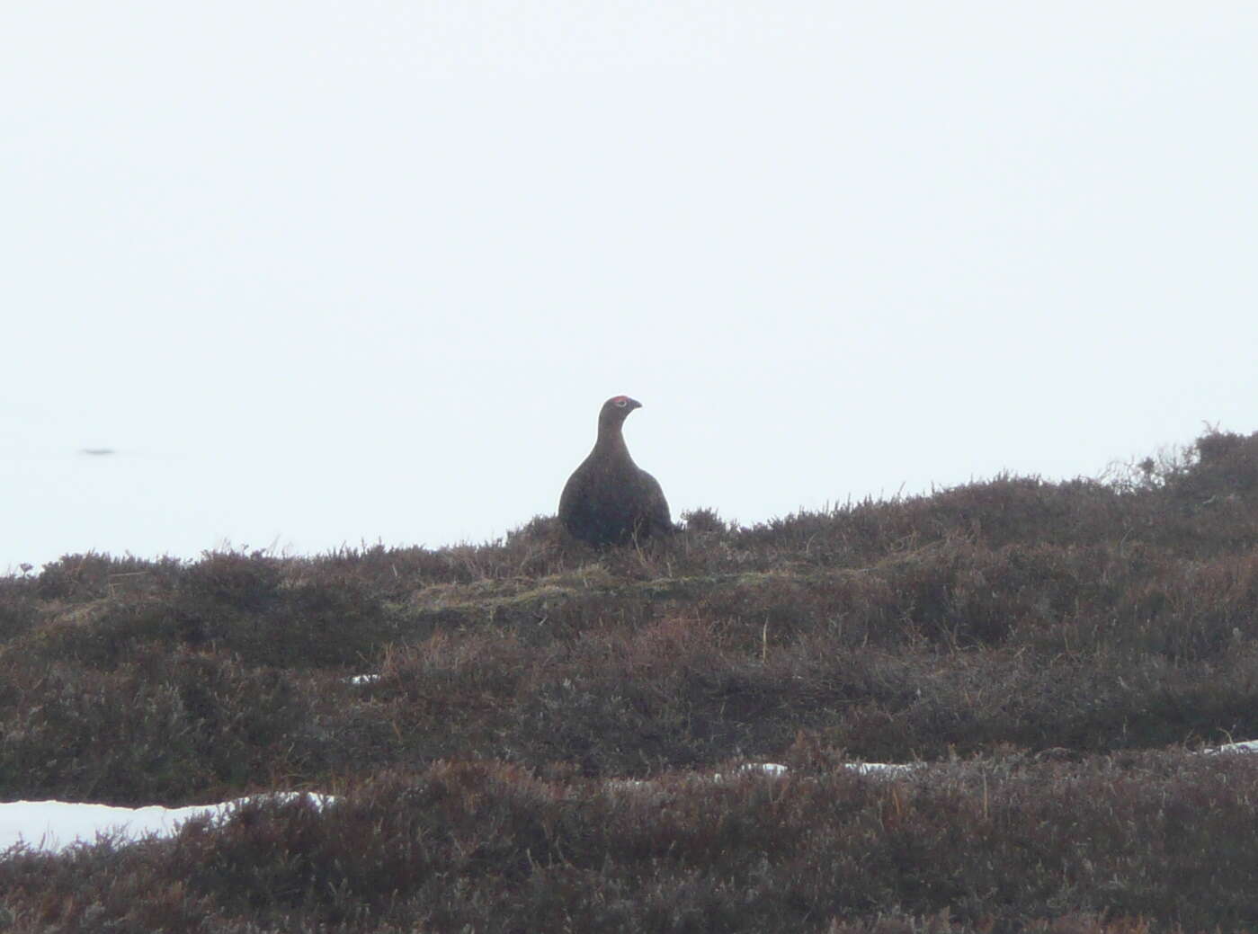 Image of Red Grouse