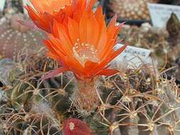 Echinopsis resmi