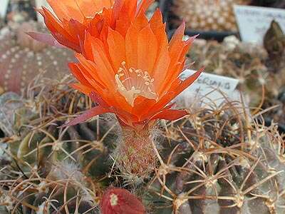 Echinopsis resmi