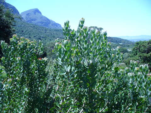 Image of Leucospermum praecox Rourke