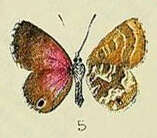 Imagem de Harpendyreus juno (Butler 1897)
