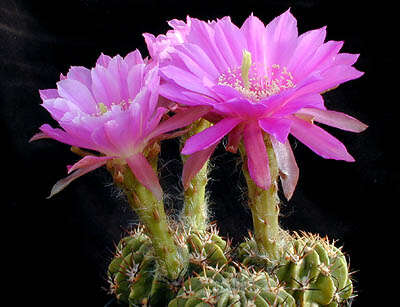 Echinopsis resmi