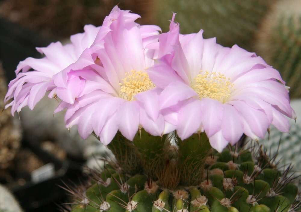 Image de Acanthocalycium