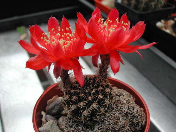 Echinopsis resmi