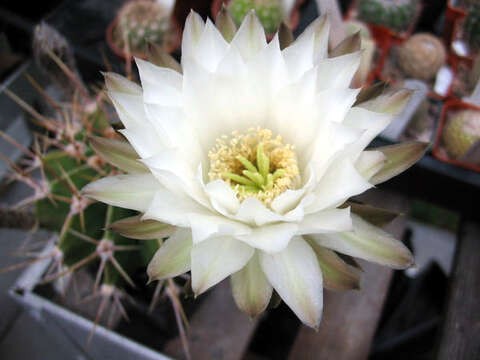 Imagem de Echinopsis rhodotricha subsp. chacoana (Schütz) P. J. Braun & Esteves