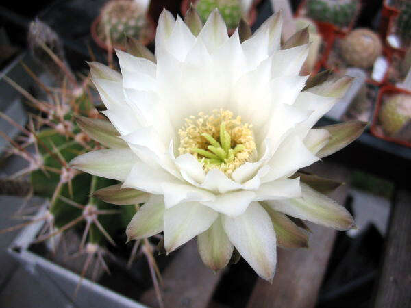 Image of Echinopsis rhodotricha subsp. chacoana (Schütz) P. J. Braun & Esteves