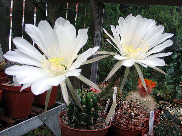 Echinopsis resmi