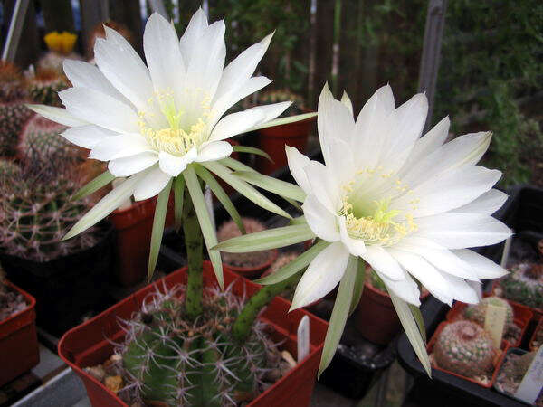 Echinopsis resmi