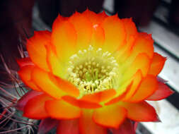 Echinopsis resmi